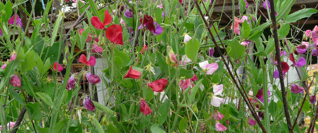 Lathyrus odoratus