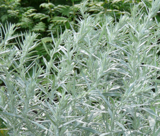 Artemisia ludoviciana 'Silver Queen'