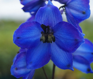 Delphinium Elatum-Hybride 'Waldenburg'