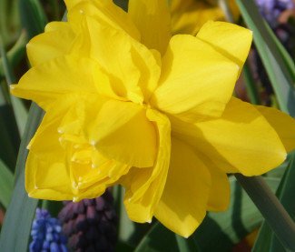 Narcissus 'Golden Ducat'