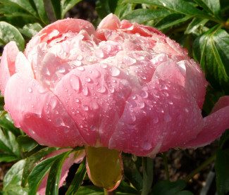 Paeonia-Hybride 'Coral Charm'