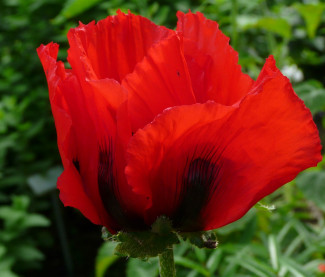 Papaver orientale 'Beauty of Livermere'