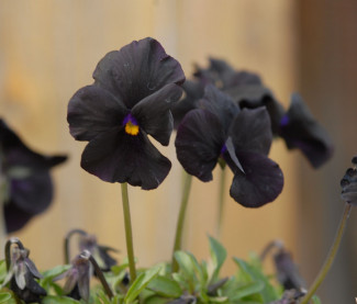 Viola cornuta 'Molly Anderson'