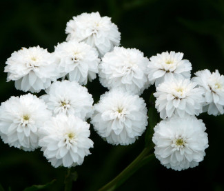 Achillea ptarmica 'Schneeball'