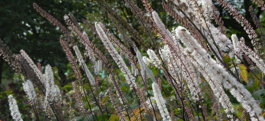 Cimifuga racemosa ‘Atropurpurea’