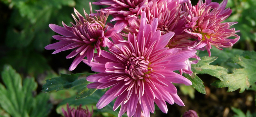 Chrysanthemum ‘Schweizerland’