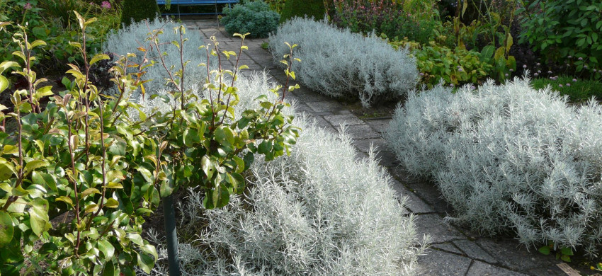 Helichrysum ital. ‘Silbernadel’