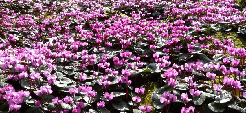 Cyclamen coum ‘Album’