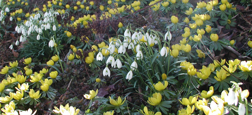 Galanthus nivalis