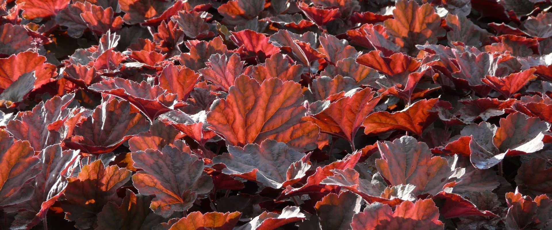 Heuchera Hybride 'Mocha'