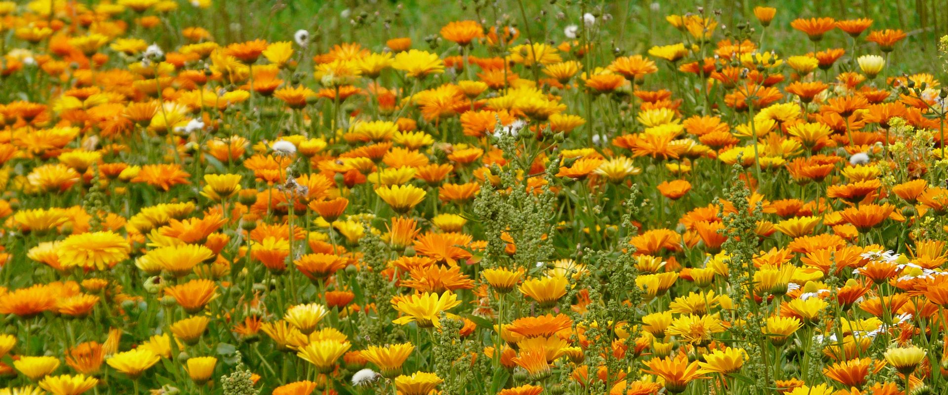 Calendula officinalis