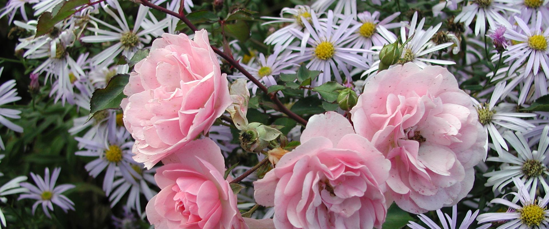 Aster pyrenaeus ‘Lutetia’ mit Rosa 'Bonica'