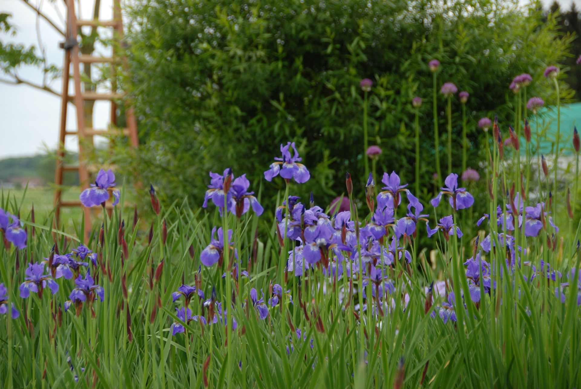 Iris sibirica ‘Elfe’